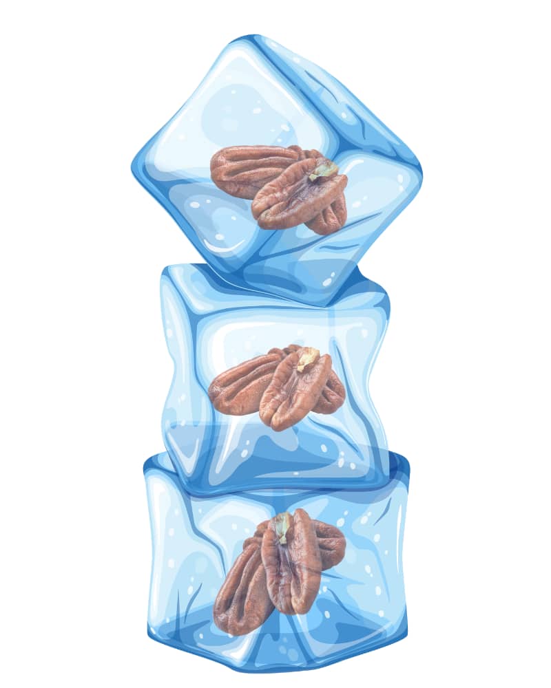 3 ice cubes stacked vertically. Each has pecans inside of it.
